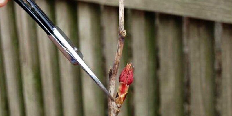 Як доглядати за деревовидною півонією після закінчення цвітіння?
