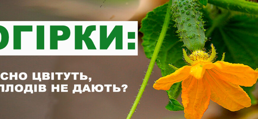 Причини цвітіння огірків без зав’язі та як вирішити цю проблему