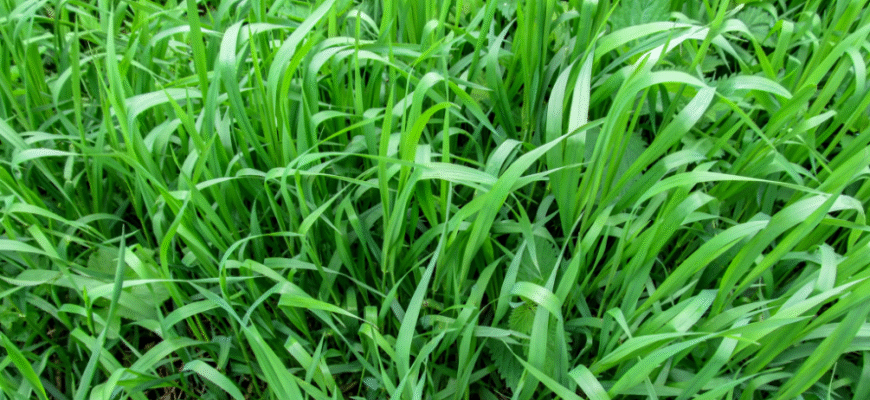 Ефективні методи: Яка трава успішно знищує пирій на ділянці