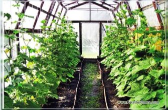 Оптимальні температури для рослин у теплиці: коли холод стає небезпекою?