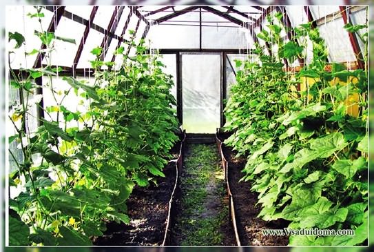 Оптимальні температури для рослин у теплиці: коли холод стає небезпекою?