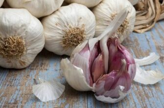 Що таке зимовий часник: посів, вирощування та користь культури