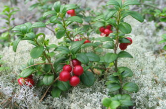 До якої ботанічної групи відноситься брусниця: повний огляд