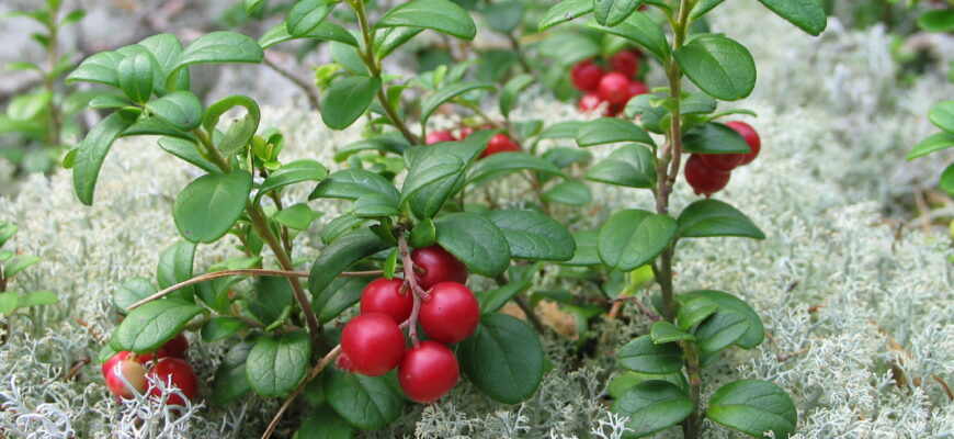 До якої ботанічної групи відноситься брусниця: повний огляд
