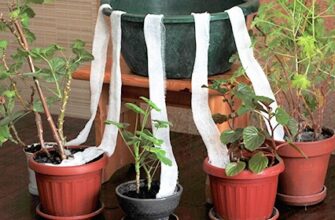 “Як надовго зберегти кімнатні квіти здоровими та квітучими”