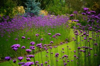 Чи потрібно обрізати вербену: рекомендації догляду за рослиною