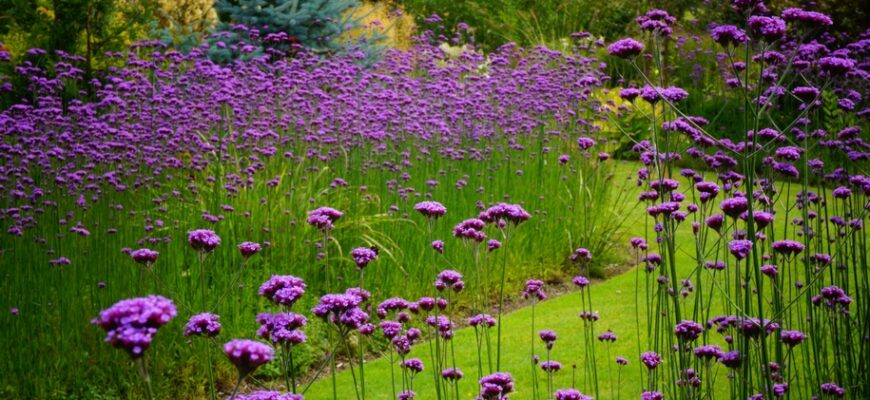 Чи потрібно обрізати вербену: рекомендації догляду за рослиною