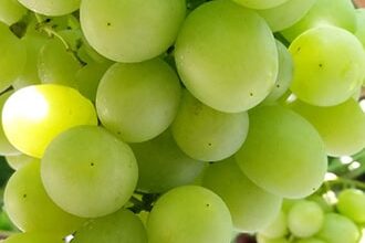 Найбільш зимостійкі сорти винограду: обираємо найкращий для вас