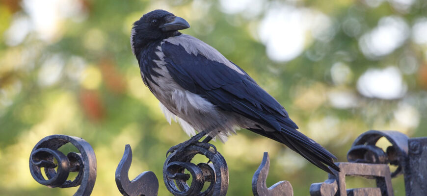 Чому в містах так багато ворон: причини та вплив на екологію