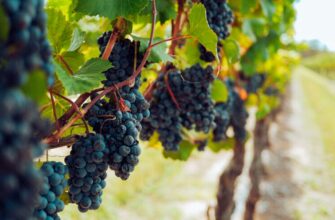 Коли починати бризкати виноград: оптимальні терміни та поради для догляду