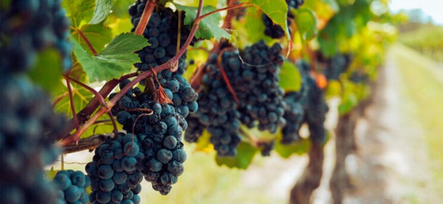 Коли починати бризкати виноград: оптимальні терміни та поради для догляду