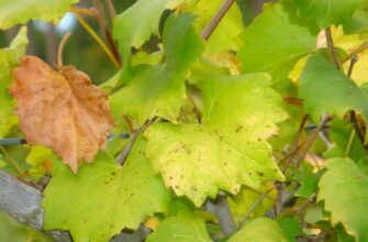 Яке листя варто видалити на виноградній лозі для кращого врожаю?