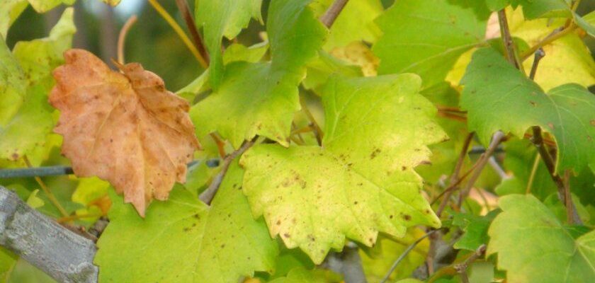 Яке листя варто видалити на виноградній лозі для кращого врожаю?