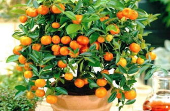 Як часто та скільки разів поливати апельсин у домашніх умовах?