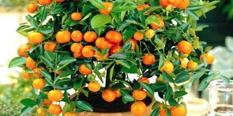 Як часто та скільки разів поливати апельсин у домашніх умовах?