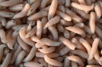 “Чим годують опариша: оптимальний раціон для швидкого росту”