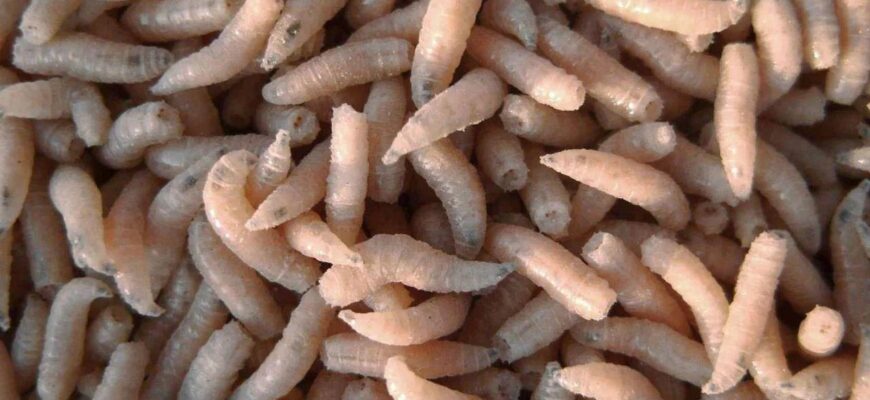 “Чим годують опариша: оптимальний раціон для швидкого росту”