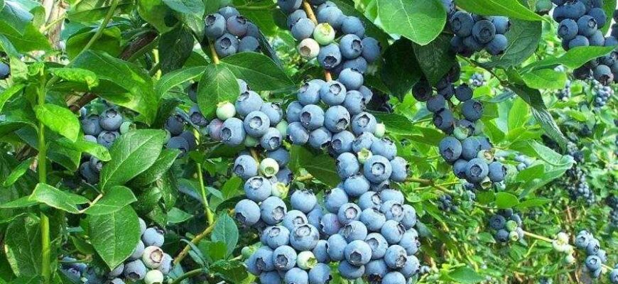 Вирощування чорниці та лохини: особливості та поради садівникам