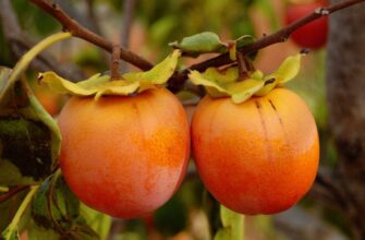 Поради з вибору найкращих сортів хурми для посадки в Україні