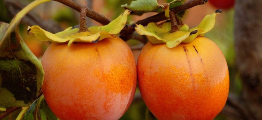 Поради з вибору найкращих сортів хурми для посадки в Україні