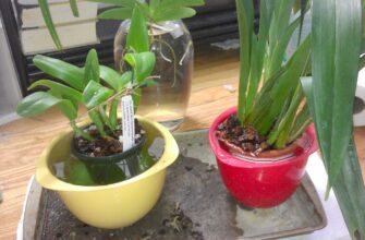 Як правильно зволожувати орхідеї в горщиках: покроковий гайд