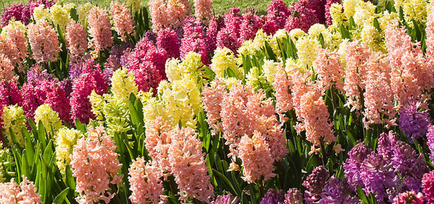 Чи можуть цибулини гіацинтів цвісти знову: поради та рекомендації