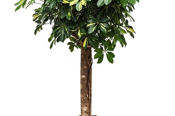 Як виростити пишну шефлеру: ефективні поради та секрети догляду