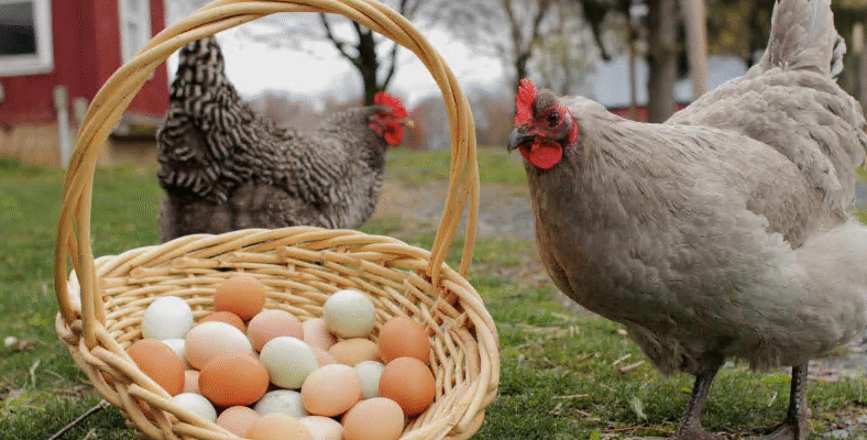 Як підвищити несучість курей: дієві поради та рекомендації