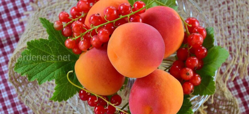 Які смачні та корисні ягоди дозрівають у липні: повний огляд урожаю