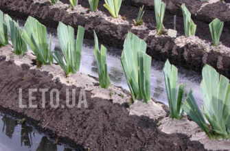 Оптимальні добавки в ґрунт: секрети успішної посадки ірисів