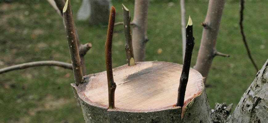 Які дерева можна прищеплювати влітку: практичні поради садівникам