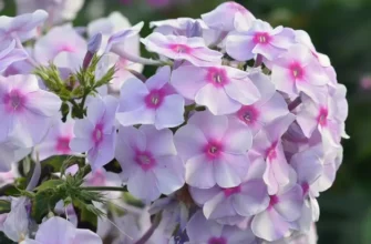 У якому місяці краще обрізати флокси для пишного цвітіння?