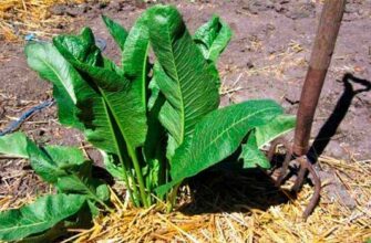 Як ефективно позбутися хрону на городі: поради та методи