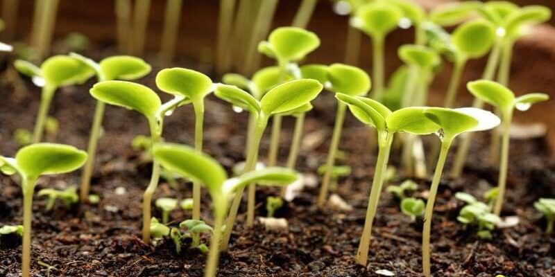 Як часто та безпечно обприскувати розсаду перекисом водню: поради та рекомендації