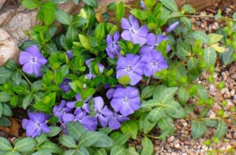 Травневі квіти Москви: які рослини розквітають у серці столиці?