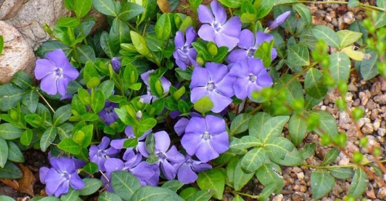 Травневі квіти Москви: які рослини розквітають у серці столиці?