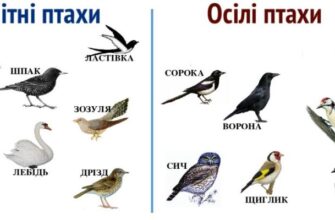 Які птахи залишаються на зиму: перелік неперелітних видів в Україні
