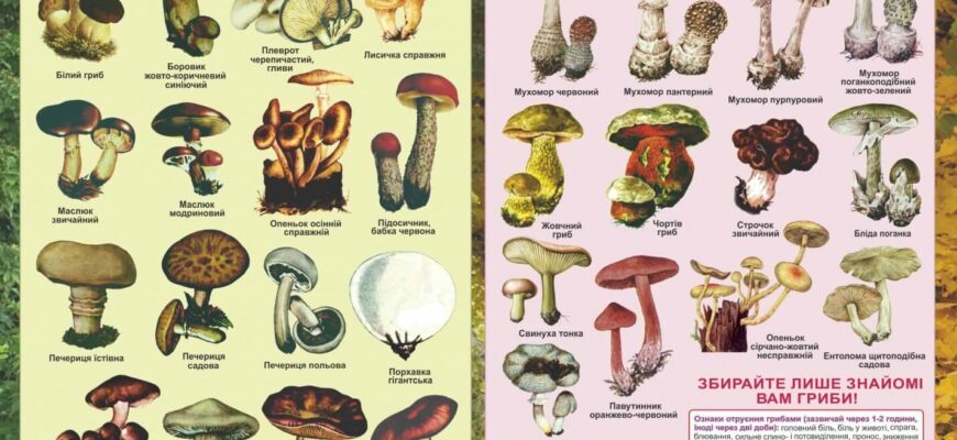Місця, де не слід збирати гриби: поради для грибників