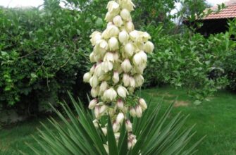 Як правильно та безпечно обрізати юку садову: поради та методи