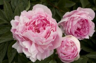 Оптимальні осінні добрива для півоній: створення ідеальних умов росту