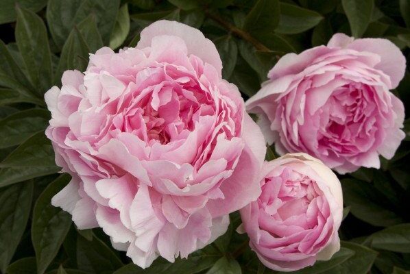 Оптимальні осінні добрива для півоній: створення ідеальних умов росту