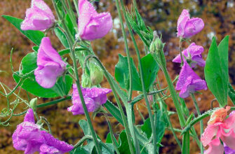 Чи варто замочувати запашний горошок перед посадкою: поради експертів