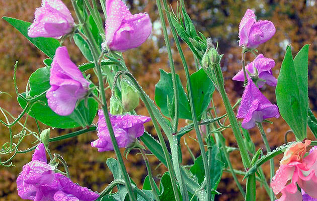 Чи варто замочувати запашний горошок перед посадкою: поради експертів