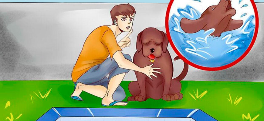 “Ефективні методи захисту басейну від котів: поради та рекомендації”