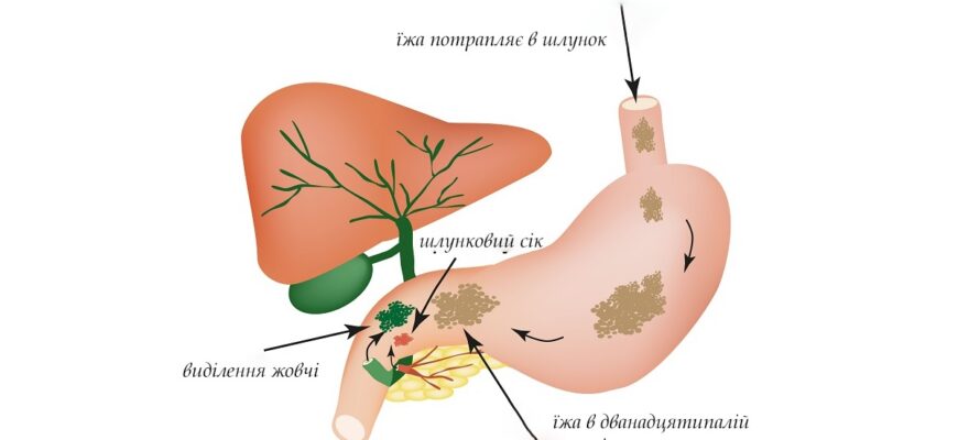 Жовч: ключові корисні властивості для вашого здоров’я і травлення