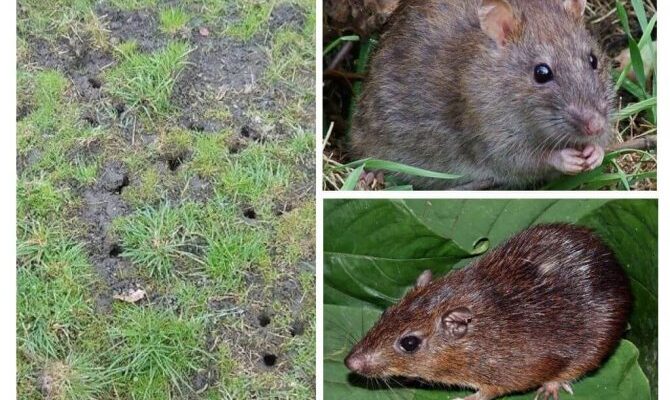 Визначаємо, які тварини риють нори в городі без утворення горбків