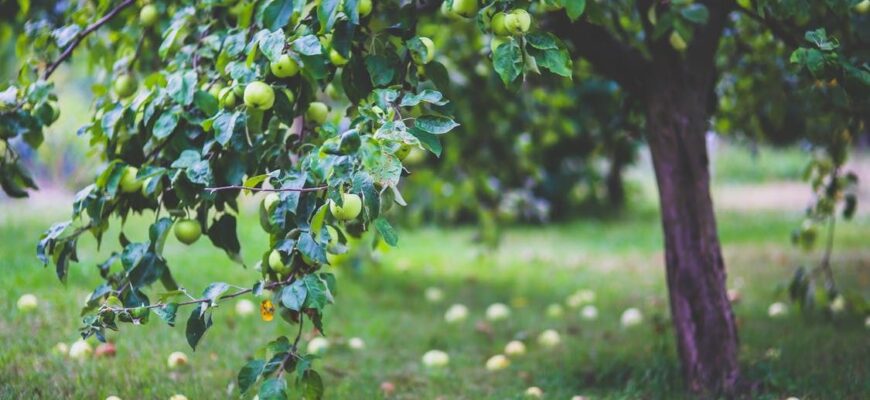 Чи варто садити яблуню в кінці жовтня: поради садівникам