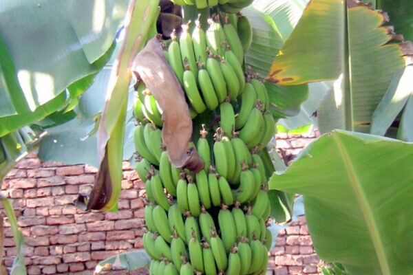 Як називається рослина, на якій ростуть банани: розкриття секрету