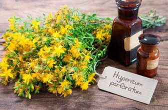 Користь вживання звіробою: чому варто включити його в раціон