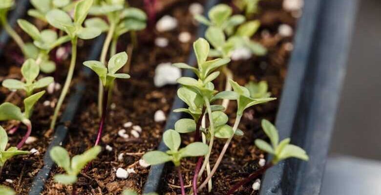 Альтернативи перліту: ефективні замінники для успішного вирощування рослин